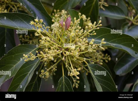 Avocado flowers at pollination time Stock Photo - Alamy