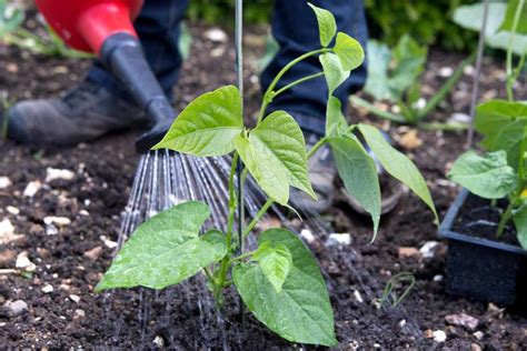 How to Plant out French Beans - BBC Gardeners World Magazine