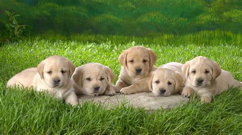 Yellow Lab Puppy wallpaper | 1366x768 | #59291