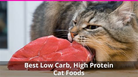 The Best High Protein, Low Carb Cat Food Reviews for 2021