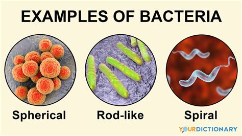 Examples Of Eubacteria