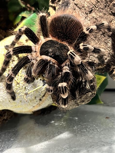 Nikki - 12 month old Brazilian White Knee : r/tarantulas