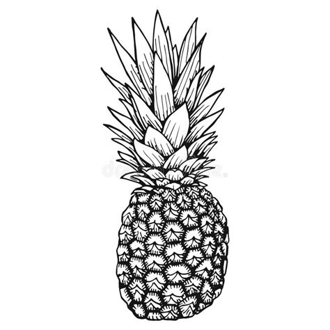 Pineapple Drawing Outline