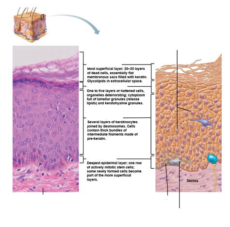 epidermal layers Diagram | Quizlet