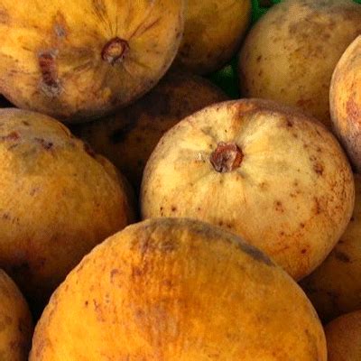 Popular Manila: Why you should not Swallow Santol Seeds in the Philippines