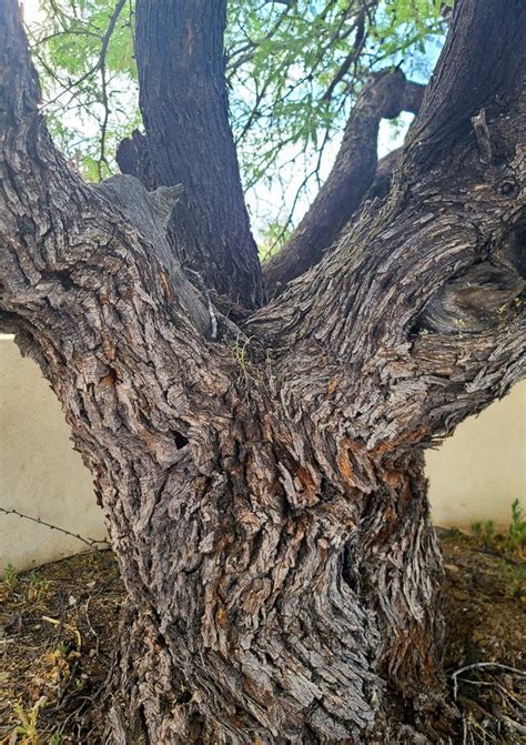 Unique V Shape Mesquite Tree Trunk Base Formation Textured Bark Native Plant Nature Foliage ...