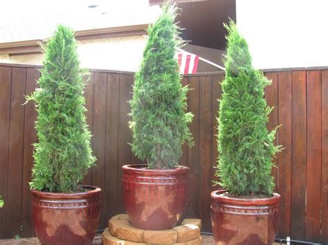 Best Evergreen Plants For Containers | Evergreen plants, Potted trees, Plants