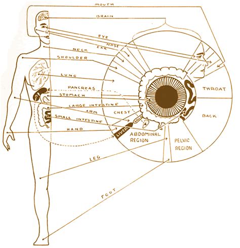 Being Whole :: Iris Diagnosis