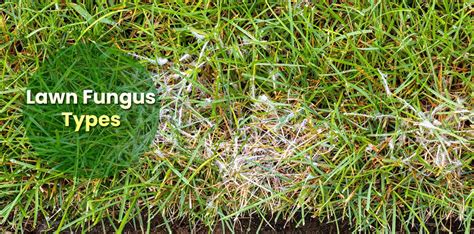 Different Lawn Fungus Types & Yard Diseases - EmbraceGardening