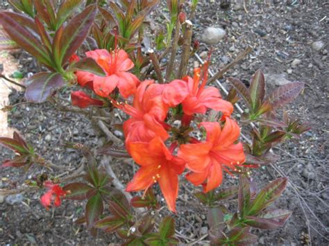 Knap Hill Exbury Azaleas, How to Grow and Care for Deciduous, Hybrid Azalea Plants - Garden ...