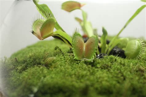 Venus Flytrap Terrarium Carnivorous Plant Live Moss - Etsy