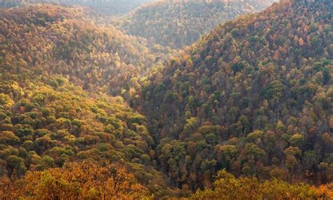 Premium Photo | Fall colors in forest at coopers rock state park wv