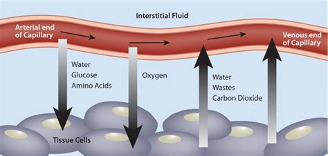 10.2: Blood’s Function in the Body and in Metabolism Support - Medicine ...