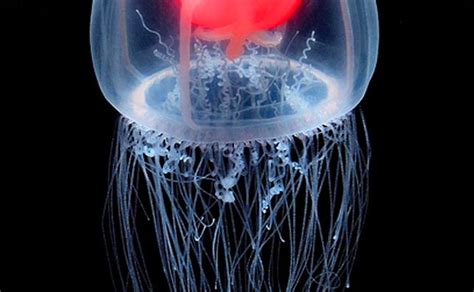 Immortal Jellyfish Facts