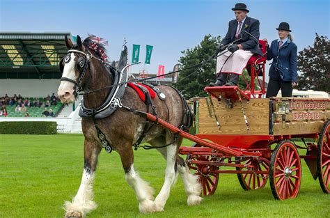 Clydesdale horse: the Scottish heavy horse breed with style and substance