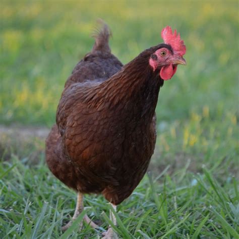 Breed Spotlight: The Rhode Island Red | Meyer Hatchery Blog