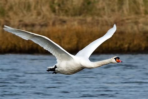 Swan In Flight - Pentax User Photo Gallery