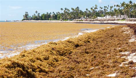 Giant Seaweed Bloom Headed for Florida Is Twice the Width of U.S.