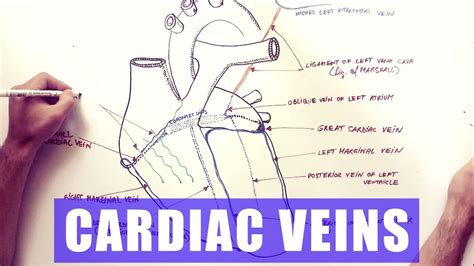 Cardiac Venous Anatomy