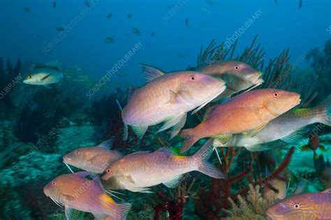 Shoal of Goldspotted Goatfish - Stock Image - C031/6720 - Science Photo ...