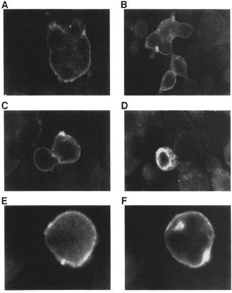 Location ofpolypeptides in syncytia analyzed by immunofluorescence ...