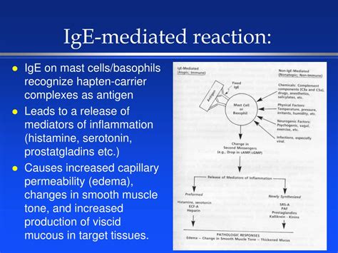 PPT - An Examination of Penicillin Allergy PowerPoint Presentation - ID ...