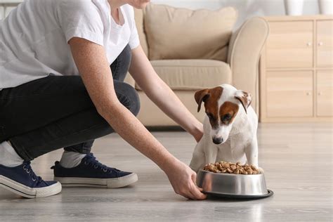 Quanto deve mangiare un cane: informazioni e consigli utili