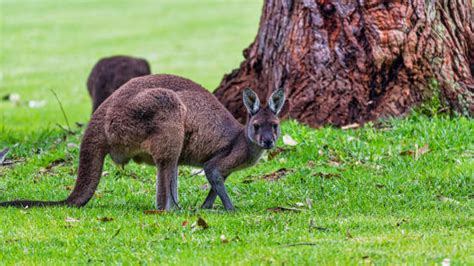 Karri Forest - Bilder und Stockfotos - iStock