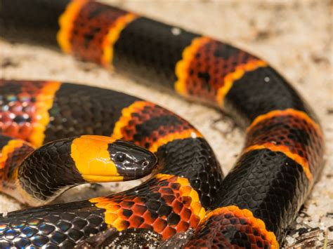 Four People In Florida Bitten By Coral Snakes - Reptiles Magazine