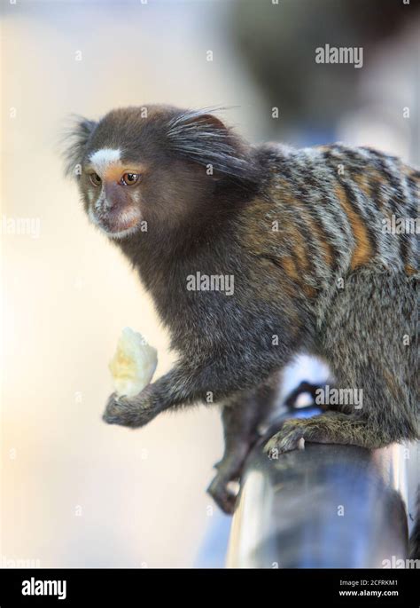 Marmoset monkey hi-res stock photography and images - Alamy