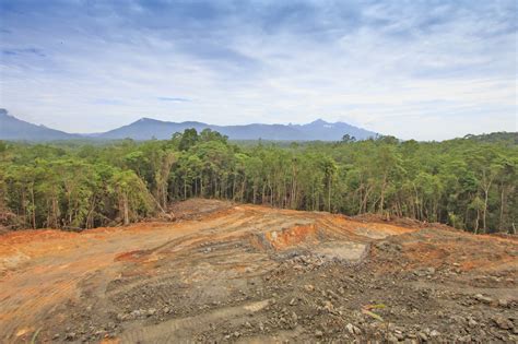 Impacts of tropical deforestation will be felt for many years to come - Earth.com