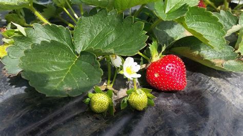 Baguio Strawberry Picking (31-Dec-2016) - allaboutmyescapade