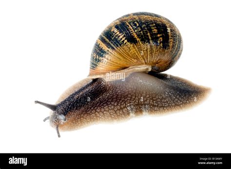 Common garden snail Stock Photo - Alamy