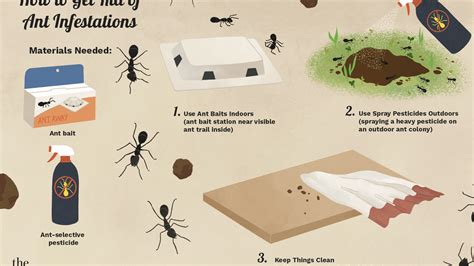 How Rid Of Ants - Pest Phobia