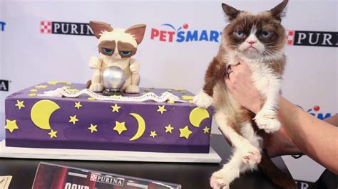 Internet Sensation Grumpy Cat Has Died at Age 7