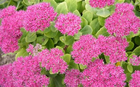 Sedum plants in your garden 🌿 🌼 Discover versatile and easy-to-grow succulents!