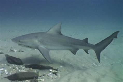 Spearfisher fights off bull shark during attack off Far North Queensland coast - ABC News