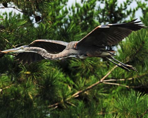 Bear Island Wildlife Management Area is a Birdwatcher's Paradise - South Carolina Lowcountry