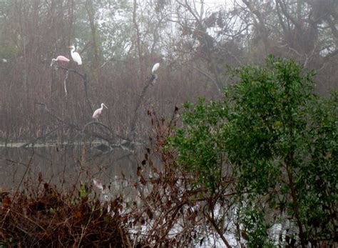 Baytown Nature Center Hike 12-18-2008 - Baytown, Texas