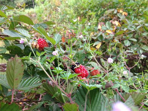 Las zarzas ya casi están listas! | Fruit, Strawberry, Nature