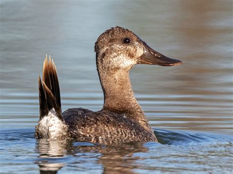 Ruddy Duck - eBird