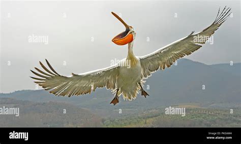 Flying dalmatian pelican hi-res stock photography and images - Alamy