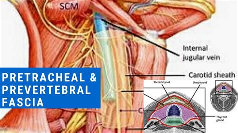 Deep Cervical Fascia of Neck || PRETRACHEAL FASCIA || PREVERTEBRAL FASCIA - YouTube