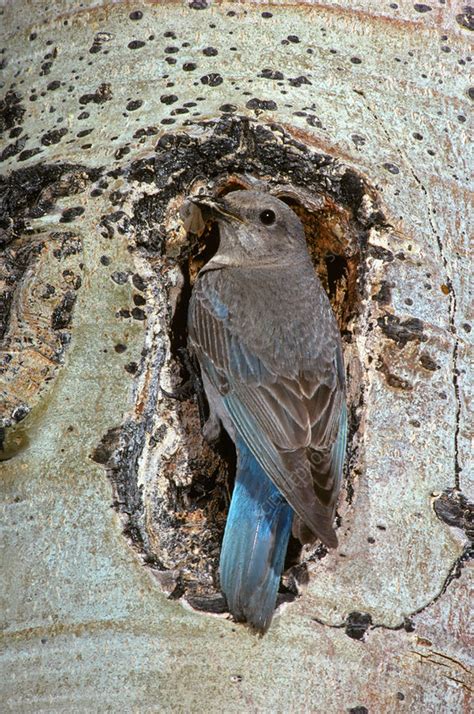 Mountain Bluebird at nest hole - Stock Image - F031/5441 - Science Photo Library