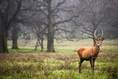 Deer Park & Gardens - Wollaton Hall