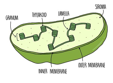 Chloroplast Diagram Photosynthesis