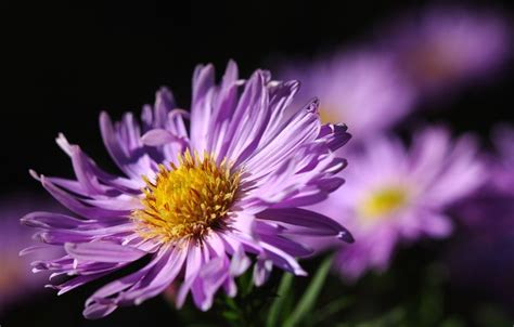 September birth flower: Aster & Morning Glory - Growing Family | Birth ...