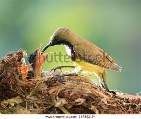 38,425 Bird Feeding Baby Stock Photos, Images & Photography | Shutterstock