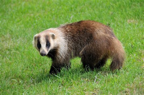 Japanese Badger don't care | Badger pictures, Animals, Interesting animals