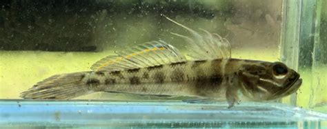 Clown Goby | Mexican Fish.com